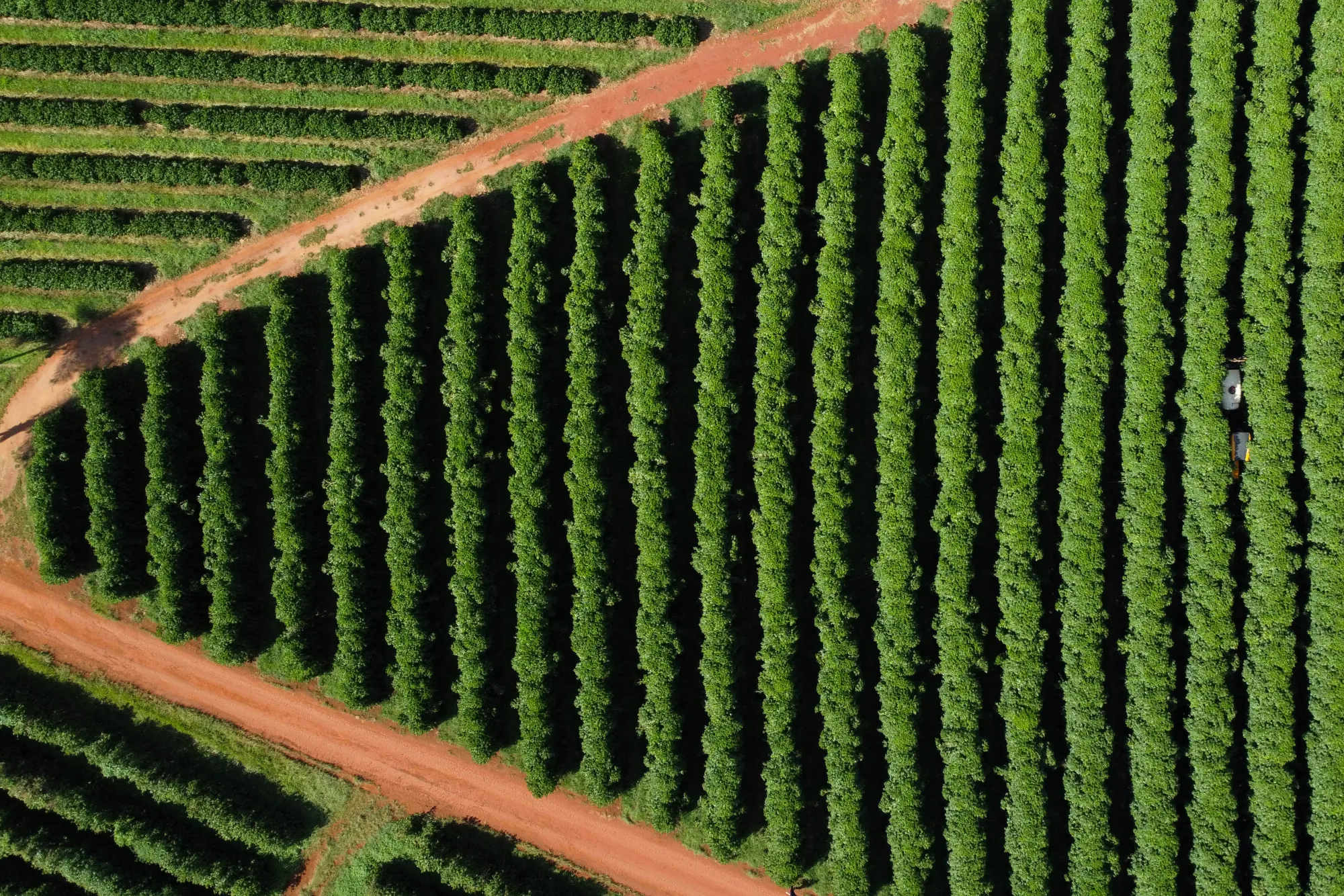 Origem do café robusta amazônico em Rondônia, Brasil