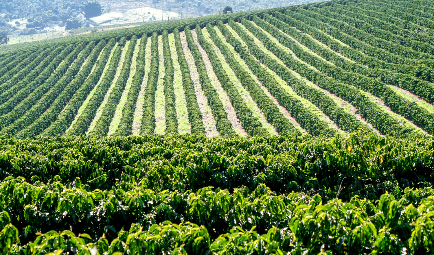 Exportação e embarque de café verde